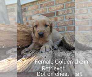 Golden Retriever Puppy for Sale in RAEFORD, North Carolina USA