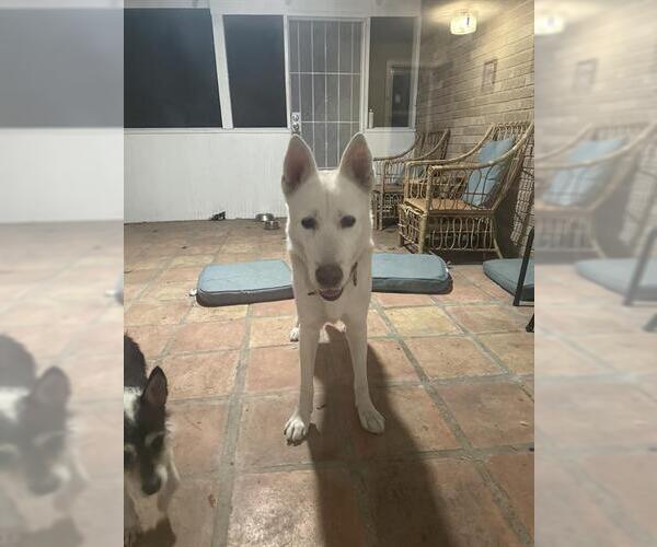 Medium Photo #1 German Shepherd Dog Puppy For Sale in San Antonio, TX, USA