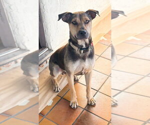 Buddy - Courtesy Post - Male Bogle Dog for Adoption
