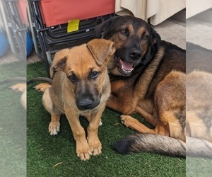 German Shepherd Dog-Malinois Mix Litter for sale in AURORA, CO, USA