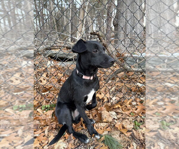 Medium Photo #2 Mountain Cur-Unknown Mix Puppy For Sale in Boston, MA, USA
