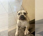 Small #7 Bulldog Mix