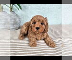 Small #3 Cavapoo (Standard)