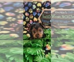 Small Photo #8 Yorkshire Terrier Puppy For Sale in AKRON, OH, USA