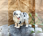 Small Photo #13 Australian Shepherd Puppy For Sale in WESLEY CHAPEL, FL, USA