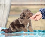 Small Photo #8 Aussiedoodle Puppy For Sale in UNION CITY, TN, USA