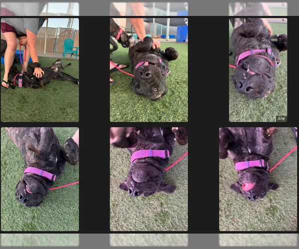 Medium Photo #3 Mutt Puppy For Sale in Goodyear, AZ, USA