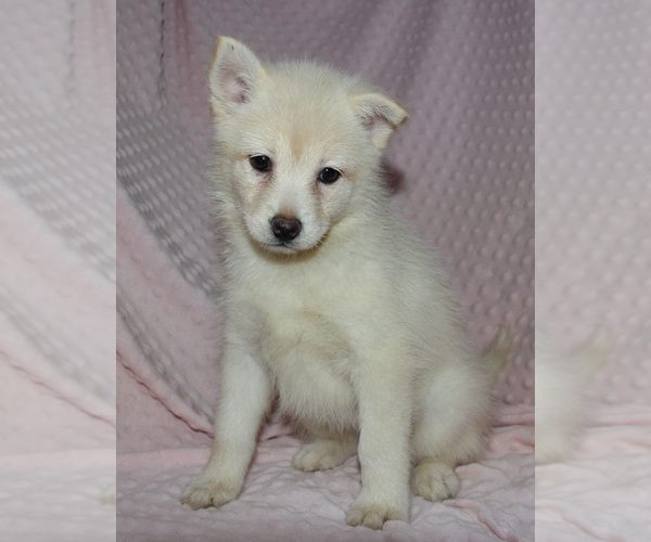 Medium Photo #6 Pomsky Puppy For Sale in DENTON, TX, USA