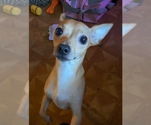 Chiweenie Puppy for sale in JONESVILLE, KY, USA