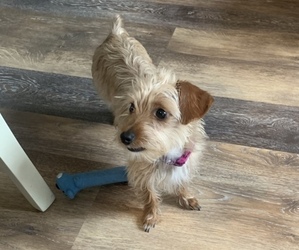 Dorkie Puppy for sale in INDEPENDENCE, KY, USA
