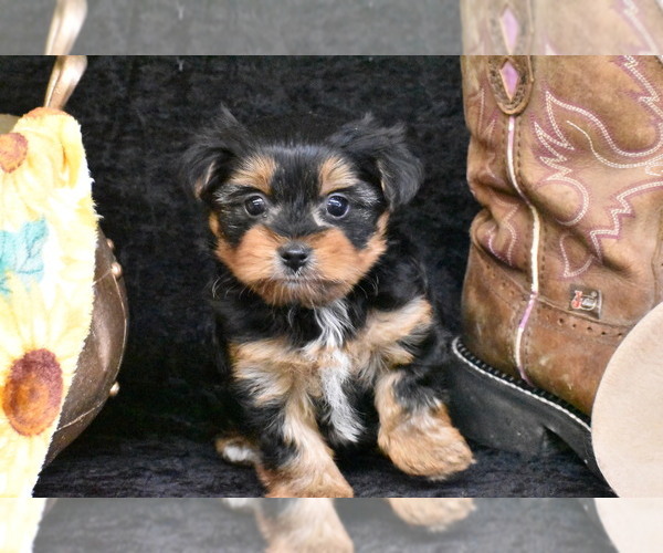 Medium Photo #3 Yorkshire Terrier Puppy For Sale in ELDORADO, OH, USA