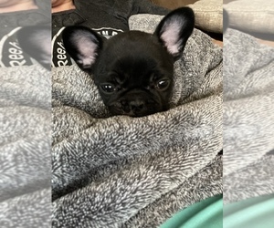 French Bulldog Puppy for sale in FORT LEONARD WOOD, MO, USA