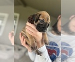 Small #1 Great Dane