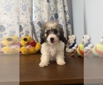 Litter of 4 - Male(s) and Female(s) Cockapoo (Miniature)Litter of Puppies for Sale - Photo #2