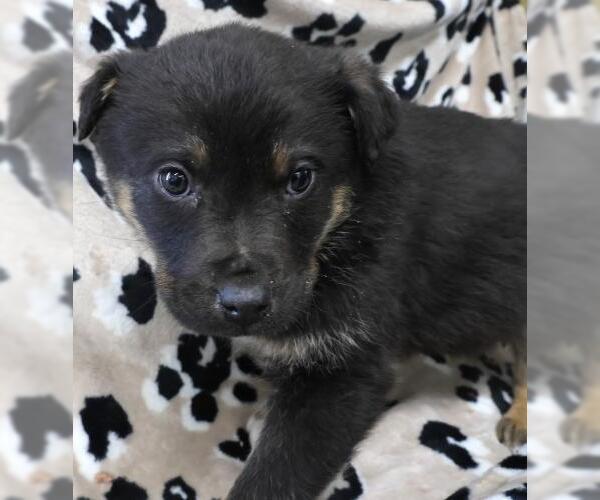 Medium Photo #1 Mutt Puppy For Sale in Thief River Falls, MN, USA