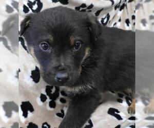 Mutt Dogs for adoption in Thief River Falls, MN, USA