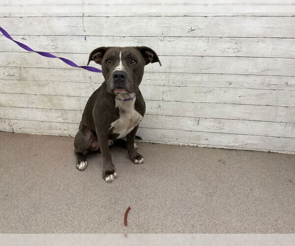 Medium Photo #1 American Pit Bull Terrier Puppy For Sale in San Bernardino, CA, USA