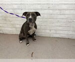 Small American Pit Bull Terrier