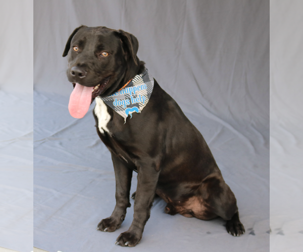 Medium Photo #2 American Pit Bull Terrier-Labrador Retriever Mix Puppy For Sale in Pasadena, CA, USA