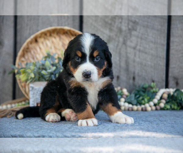 Medium Photo #5 Bernese Mountain Dog Puppy For Sale in SHREVE, OH, USA