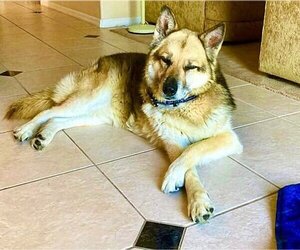 German Shepherd Dog-Unknown Mix Dogs for adoption in Fallbrook, CA, USA