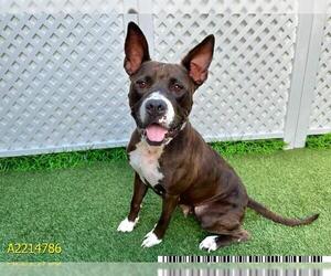 American Pit Bull Terrier Dogs for adoption in West Palm Beach, FL, USA