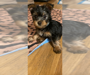 Silky Terrier Puppy for sale in WEST NEWTON, MA, USA