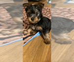 Small Silky Terrier
