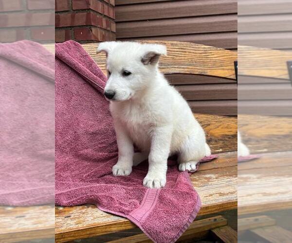 Medium Photo #2 German Shepherd Dog Puppy For Sale in GREENWOOD, WI, USA