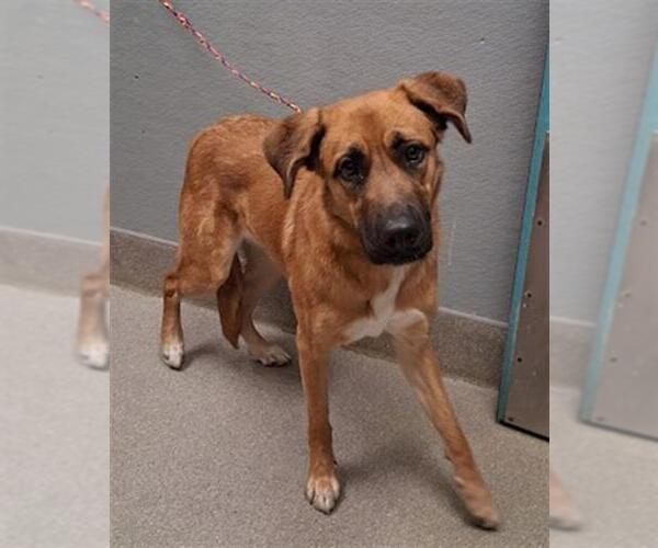 Medium Photo #1 German Shepherd Dog-Unknown Mix Puppy For Sale in Las Vegas, NV, USA