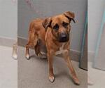 Small German Shepherd Dog Mix