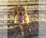 Small #13 Mutt