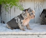 Small #3 French Bulldog