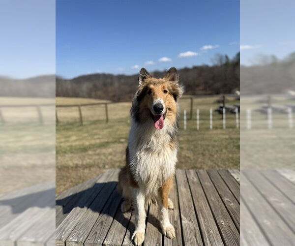 Medium Photo #1 Collie Puppy For Sale in Westminster, MD, USA
