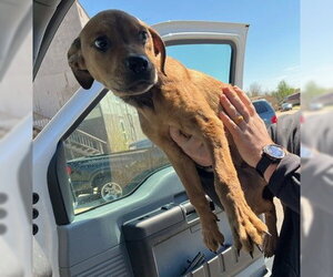 Mutt Dogs for adoption in Oklahoma City, OK, USA