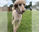 Small #5 Poodle (Standard) Mix