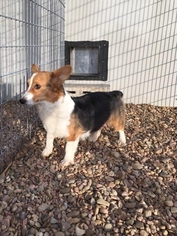Mother of the Pembroke Welsh Corgi puppies born on 01/10/2019