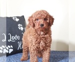 Small #3 Golden Retriever-Poodle (Toy) Mix