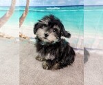 Puppy Jake Poovanese