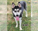 Nika - Female Siberian Husky Dog for Adoption - Small photo