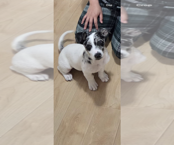 Medium Photo #5 Border Collie-Unknown Mix Puppy For Sale in Brewster, NY, USA