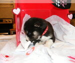 Small Photo #2 Siberian Husky Puppy For Sale in TERRE HAUTE, IN, USA