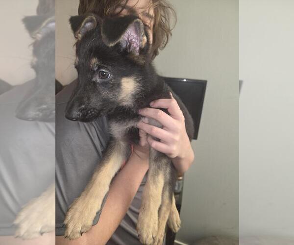 Medium Photo #1 German Shepherd Dog Puppy For Sale in MECHANICSVILLE, VA, USA