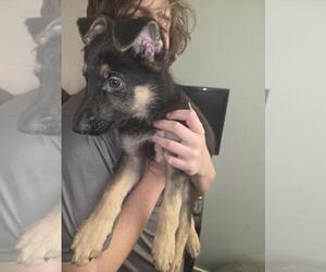 German Shepherd Dog Puppy for sale in MECHANICSVILLE, VA, USA