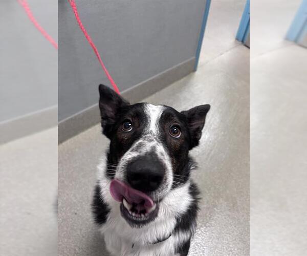 Medium Photo #1 Border Collie-Unknown Mix Puppy For Sale in Las Vegas, NV, USA