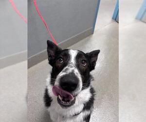 Border Collie-Unknown Mix Dogs for adoption in Las Vegas, NV, USA
