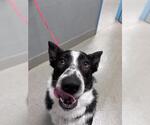 Small Border Collie Mix