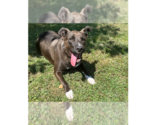 Small #8 Labrador Retriever Mix