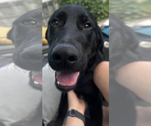 Mutt Dogs for adoption in Germantown, OH, USA