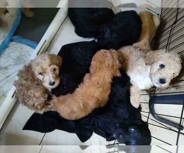 Medium Photo #7 Goldendoodle Puppy For Sale in DELTONA, FL, USA